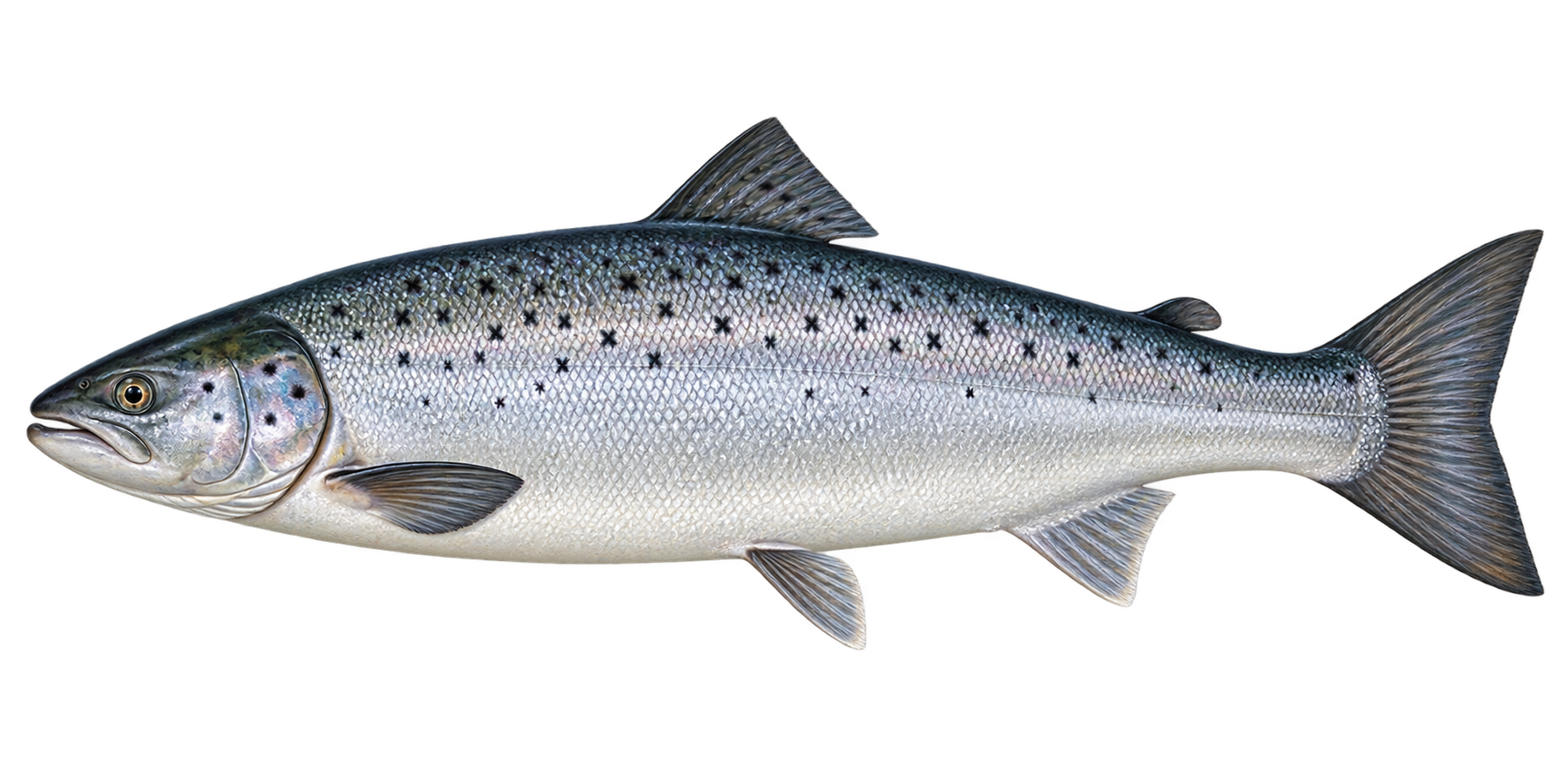 Atlantic salmon, Salmo salar