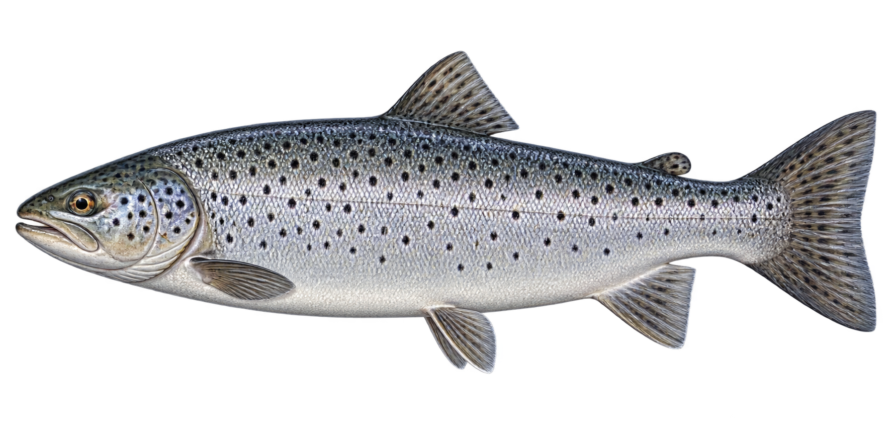 Sea trout, Salmo trutta (sea-run form)