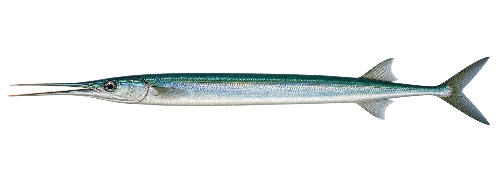 Garfish, Belone belone
