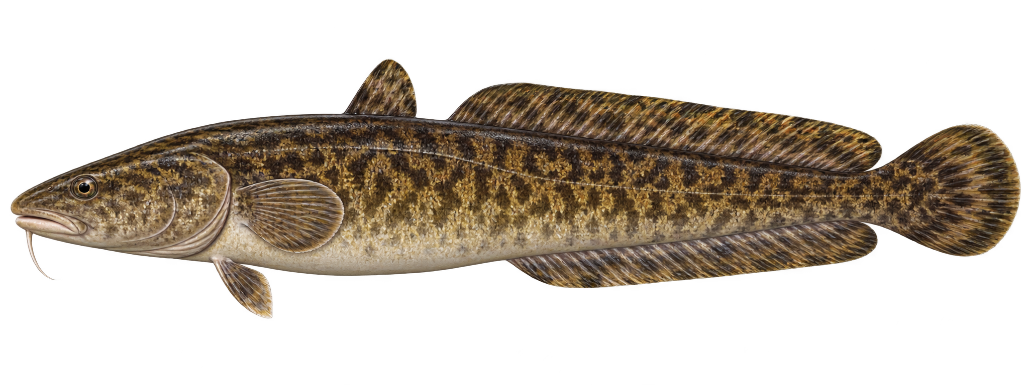 Burbot, Lota lota