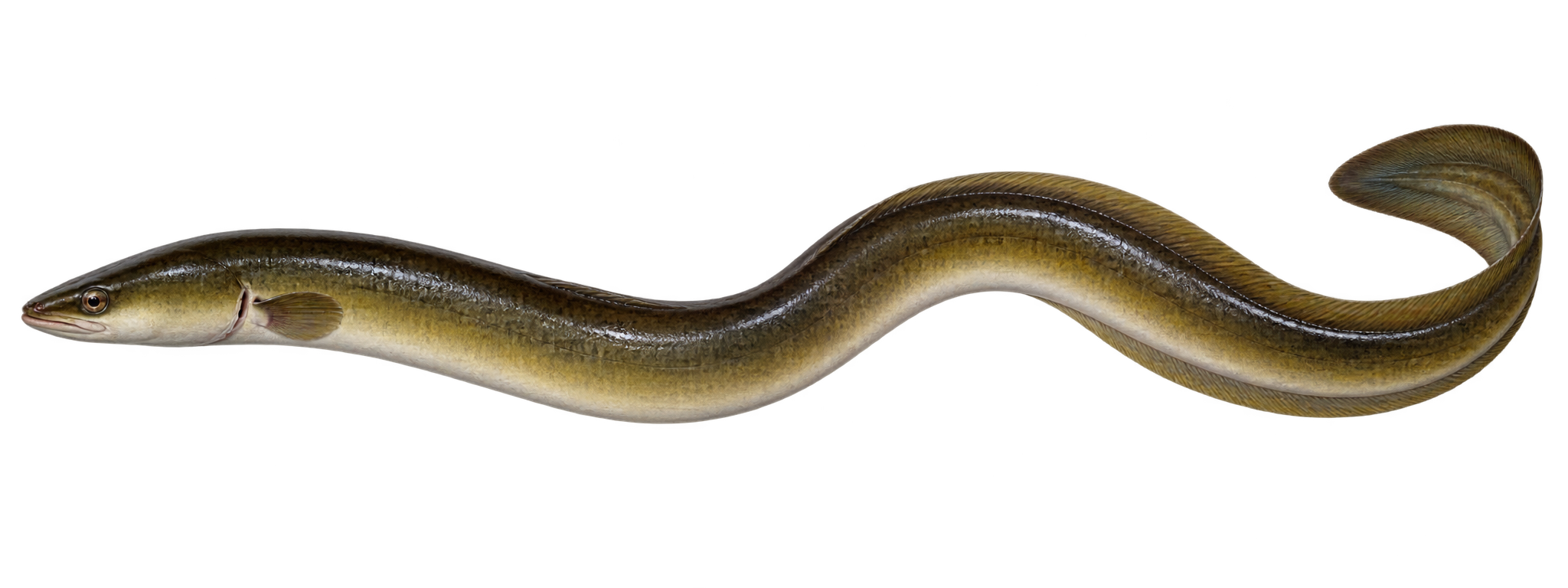 European eel, Anguilla anguilla