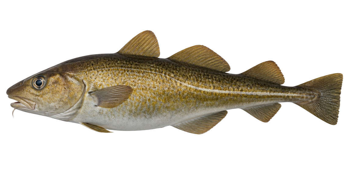 Atlantic cod, Gadus morhua
